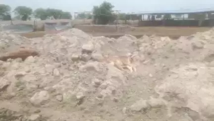बिलग्राम: भरखनी के गैहाई स्थित अस्थाई गौशाला में भूख-प्यास से तड़पते गोवंशों का वीडियो वायरल, प्रभारी बोले- सभी गोवंश स्वस्थ हैं