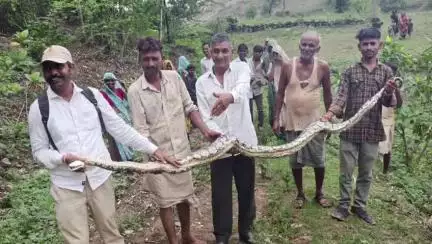 आनंदपुरी: पाटिया गलिया में खेत से किया अजगर का रेस्क्यू, अजगर देखने के लिए पहुंची भीड़