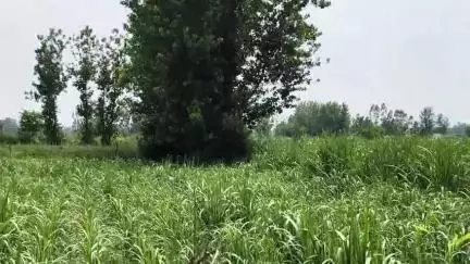 अमरोहा: रजबपुर थाना इलाके के झनकपुरी गांव में किसान को दिखा तेंदुआ, ग्रामीणों ने बताया कि पिछले कई दिनों से दिख रहा है तेंदुआ