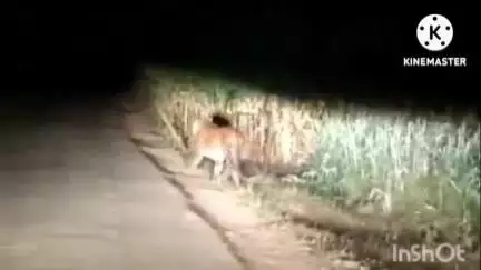 सिन्नर: गोजरे मळ्यात: सिन्नरला बिबट्याच्या हल्ल्यात कुत्रा ठार
