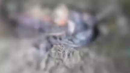 জাঙ্গিপাড়া: জাহাঙ্গিপাড়ায় বরের অত্যাচারে তাকে খুন করে নলকূপে ফেলে দেওয়ার অভিযোগ স্ত্রীয়ের বিরুদ্ধে, দেহ উদ্ধার, এলাকায় চাঞ্চল্য