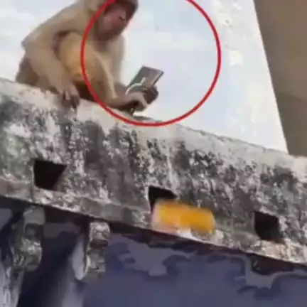 मुंडावर: सोड़वास कस्बे में बंदरों ने तीन जनों को काटकर किया घायल, लोगों में आक्रोश