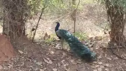 मानपुर: बांधवगढ़ टाइगर रिजर्व के कोर जोन में 30 जून के बाद आगामी 3 माह के लिए बंद रहेगा पर्यटन