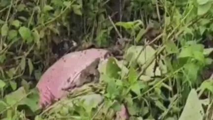 जशपुर: जशपुर की उरियाल नदी के पास एक महिला और उसके दो बच्चों की मिली लाश, शहर में मचा हड़कंप
