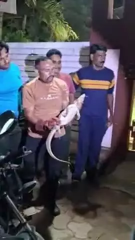 बड़वानी: फॉरेस्ट डिपार्टमेंट टीम ने लाड़ली लक्ष्मी वाटिका में मिली मोनिटर लिजर्ड का किया रेस्क्यू