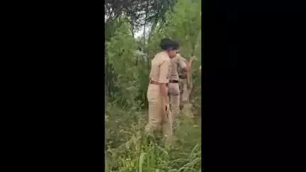 केज: माळेगाव शिवारात गांजाच्या शेतीवर पोलिसांचा छापा; 3 लाख 94 हजाराचा ऐवज जप्त