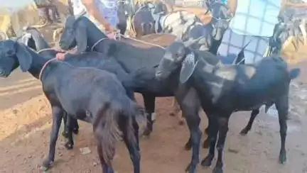 நல்லம்பள்ளி: நல்லம்பள்ளி வட்டாட்சியர் மைதானத்தில்  நல்லம்பள்ளி வார சந்தையில் 50 லட்சத்திற்கு ஆடுகள் விற்பனையானது