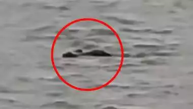 यूपी के गोंडा में घाघरा नदी के किनारे भैंस नहला रहे बच्चे को मगरमच्छ ने नदी में खींचा, वीडियो आया सामने
