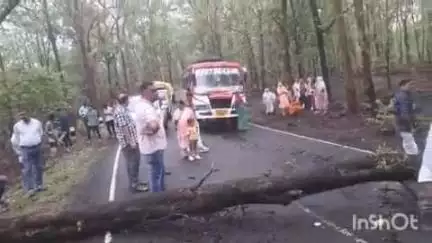 निवास: मंडला-निवास मुख्य मार्ग पर जंगल में गिरा विशाल पेड़, दो घंटे से जाम, वाहनों की लगी कतार