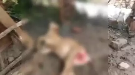 महागाव: तालुक्यातील शिरपूल्ली येथे बिबट्याच्या हल्ल्यात गोर्‍हा ठार, गावात भीतीचे वातावरण, शेतकऱ्याचे आर्थिक नुकसान