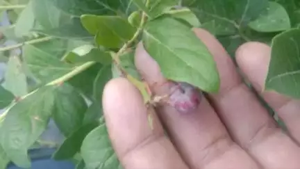 मोरंग: मूरंग गांव में ब्लूबेरी की लगी फसल, बागवान का ट्रायल हुआ सफल