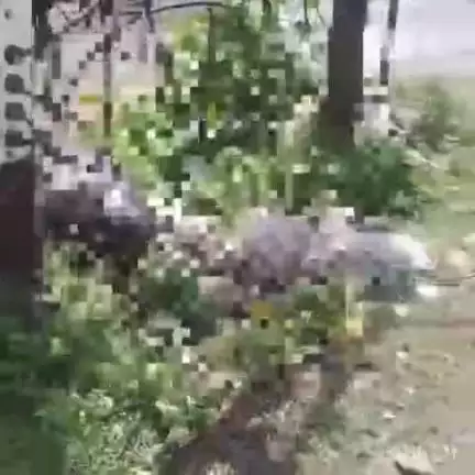 अंबिकापुर: अंबिकापुर से रायगढ़ जाने वाली रोड पर गंवटिया होटल के सामने बिजली के करंट लगने से एक भैंस की हुई मौत, नगर निगम नहीं
