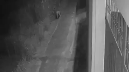 नौगावां सादात: नौगांवा के गांव रामनगर में तेंदुए ने पशु को बनाया निवाला, घटना कैमरे में कैद हुई