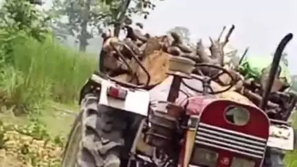तमकुही राज: शेखवापट्टी में हरे पेड़ों की अवैध कटाई का वीडियो सोशल मीडिया पर वायरल, जांच के लिए वन विभाग की टीम पहुँची