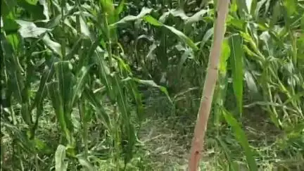 महमूदाबाद: धंधार में युवती की हत्या का खुलासा, प्रेमी निकला प्रेमिका का हत्यारा, पुलिस ने किया गिरफ्तार और भेजा जेल