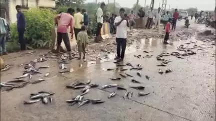 माण्डलगढ़: सलावटिया स्थित विद्युत ग्रिड के पास चलते ट्रेलर का गेट अचानक खुला, सड़क पर बिखरी हजारों मछलियां, लूटने की मची होड़
