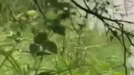 महाराजगंज: परतावल नगर पंचायत स्थित बड़ी नहर में तीन घड़ियाल दिखे, ग्रामीणों में दहशत
