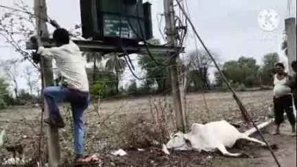 खुरई: कठेली गांव में करंट की चपेट में आकर गाय की हुई मौत, ग्रामीणों ने लाइनमैन से की थी डीपी में करंट फैलने की शिकायत