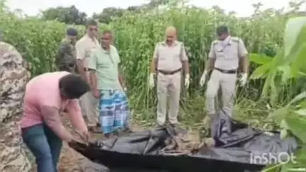 চাঁচল ১: পাট খেতে বস্তাবন্দি কঙ্কালসার দেহ উদ্ধারে চাঞ্চল চাচল থানার নদীশিক এলাকায়