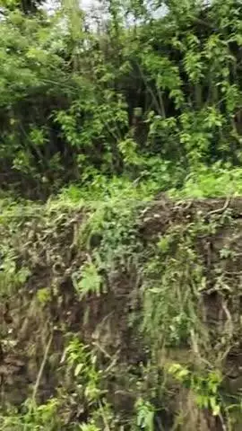 ग्राम सभा भाटकोट ब्लॉक लमगड़ा यहां के रास्तों में बिच्छू भरा पड़ा का कहा है यहां के पद वाले #news_live #newsupdates