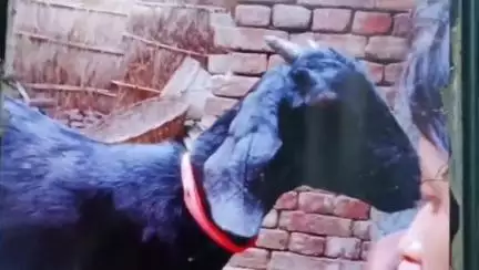 सिवान: करहनु में बकरी चराने के विवाद में मारपीट, तीन घायल, अस्पताल में इलाज जारी