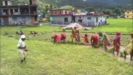 कपकोट: कपकोट निवासी दिव्यांग महेश राम धान की रोपाई के दौरान हुड़किया बोल परंपरा को आज भी जिंदा रखते हैं