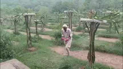 बंगाणा: उपरली बॉल के 74 वर्षीय रोशन लाल ने उगाए ड्रैगन फ्रूट, डीसी जतिन लाल ने जिला के किसानों के लिए बताया प्ररेक