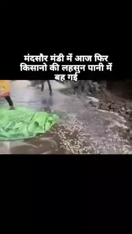 मंदसौर, आज थोड़ी सी बारिश मै कृषि उपज मंडी मै पानी भर गया और किसानों की लस्सन पानी में बह गई #मंदसौर#ब्रेकिंग #न्यूज