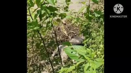 খানাকুল ১: দুদিন নিখোঁজ থাকা পর তিলকচক এলাকায় কানা দ্বারকেশ্বর নদ থেকে উদ্ধার যুবকের মৃতদেহ