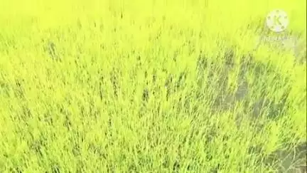 भिवानी: भिवानी में 26 जून तक मानसून पहुंचने की संभावना, किसानों के लिए धान की रोपाई का उचित समय: मौसम वैज्ञानिक