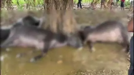 देसरी: गनियारी दियरा में ठनका गिरने से चार भैंसों की मौत, किसान बाल-बाल बचा