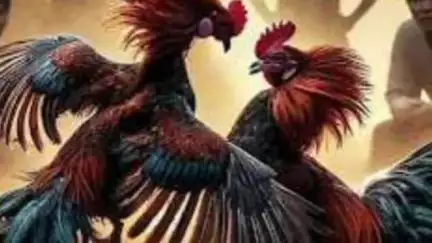धानोरा: मोडेभट्टी (तुलावी टोला) येथे अवैधरित्या सुरू असलेल्या कोंबड बाजारावर धाड ; ८ लाख ६७ हजारांचा मुद्देमाल जप्त