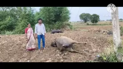 ఇల్లందు: కారేపల్లి లో విద్యుత్ గతంతో పాడిగెద్దుల మృతి