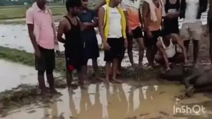 पीरो: भरोसी सिंह के टोला गांव के बधार में आकाशीय बिजली गिरने से एक भैंस की हुई मौत