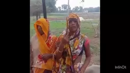 चायल: मंदरदेह माफी गांव में करंट की चपेट में आकर भैंस की मौत, बिजली विभाग की लापरवाही से ग्रामीण हुए आक्रोशित
