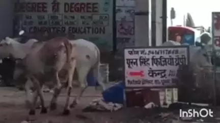 रेवाड़ी: विधायक लक्ष्मण यादव ने दिए जांच के आदेश, टीम पता लगाएगी कि 1300 गाय कहां गईं