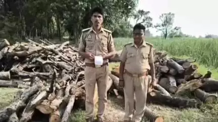 कसिया: शेखवापट्टी में हरे पेड़ों की अवैध कटाई की सूचना पर वन विभाग के अधिकारियों ने लकड़ी को किया ज़ब्त