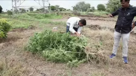 आष्टी: पिंपरी येथे बेकायदेशीर गांजाची लागवड