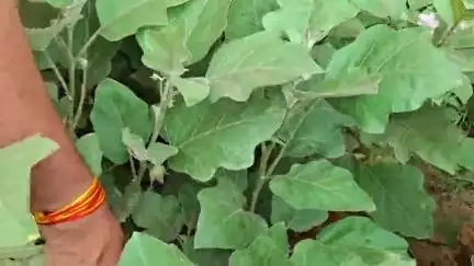 अम्बाला: रिटायर बैंक कर्मचारी ने अंबाला में खाली पड़े प्लॉट को दिया नया रूप, की 2 क्विंटल सब्जियों की हार्वेस्टिंग