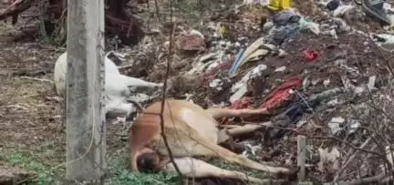 ढीमरखेड़ा: ग्राम बिछिया में ट्रांसफार्मर की चपेट में आकर दो गायों की हुई मौत, पशु मालिकों ने मुआवजे की मांग की