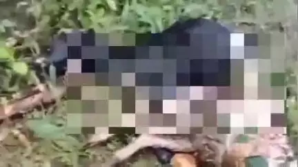 ಆಲೂರು: ಹೊಸಗದ್ದೆ ಗ್ರಾಮದಲ್ಲಿ ಮೇಯುತ್ತಿದ್ದಾಗ ಚಿರತೆ ದಾಳಿಗೆ ನಾಲ್ಕು ಮೇಕೆ ಬಲಿ
