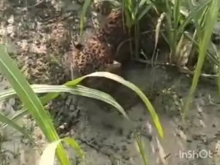 धौरहरा: टाहारा गांव में खेत में तेंदुआ दिखा, ग्रामीणों में दशहत का माहौल, वीडियो बनाकर किया वायरल