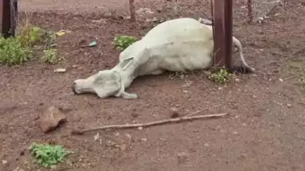 मारेगाव: विजेचा करंट लागून गोऱ्हा ठार सगनापूर येथील घटना