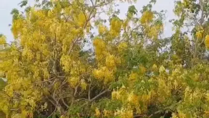 வேதாரண்யம்: கோடை காலத்தில் பூத்துக் குலுங்கும் கொன்றை மரங்கள்
கோடியக்கரை வன சரணாலயத்தில் பூத்துக் குலுங்குகிறது