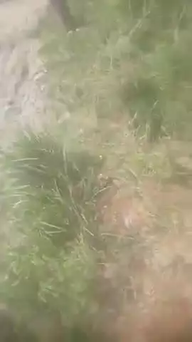 लालगंज: देवगांव क्षेत्र में लकड़ी माफियाओं द्वारा हरे पेड़ों की अवैध कटाई धड़ल्ले से की जा रही है, वीडियो सोशल मीडिया पर वायरल