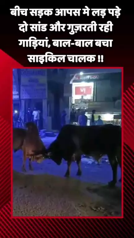 गौतम बुद्ध नगर: नोएडा के सालारपुर में बीच सड़क आपस में लड़ पड़े दो सांड, गुज़रती रही गाड़ियां, बाल-बाल बचा साइकिल चालक