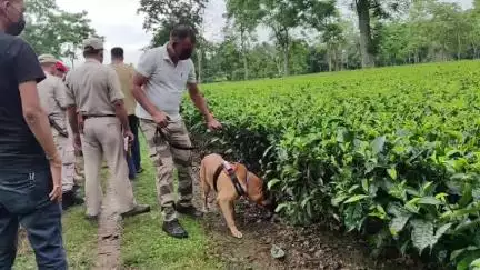 নাহৰকটীয়া: নাহৰকটীয়াৰ ২ নং বালিজানৰ এখন ব্যক্তিগত চাহ বাগিছাৰ নলাত অৰ্ধ উলংগ অৱস্থাত মহিলাৰ মৃতদেহ উদ্ধাৰ হোৱাক লৈ তীব্ৰ চাঞ্চল্য
