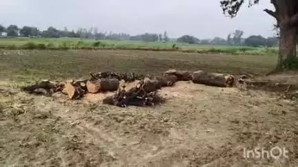 धनघटा: जमीरा गांव के सिवान में हरे पेड़ों की कटाई जोरों पर, जिम्मेदार अधिकारी बने मौन