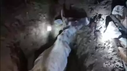 त्योंथर: डोडिया मिश्रान: ग्रामीणों ने 4 फीट गहरे गड्ढे में गिरी गौ माता को बाहर निकालकर की मलहम पट्टी