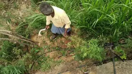 కుప్పం: ఎం కొత్తూరు గ్రామంలో గంజాయి మొక్కలు స్వాధీనం, కేసు నమోదు : ఎస్ఐ శ్రీనివాసులు